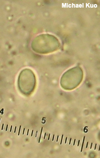 Tricholoma subresplendens