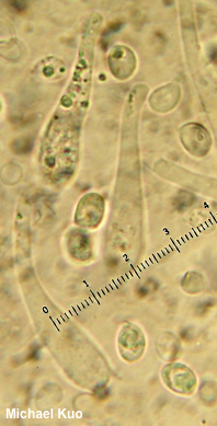 Tricholoma virgatum