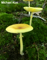 Amanita species 04