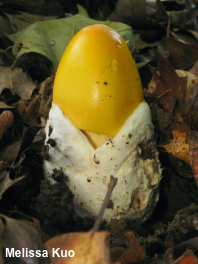 Amanita species 04