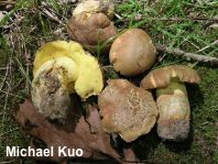 Butyriboletus brunneus