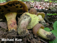 Butyriboletus brunneus