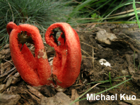 Clathrus columnatus