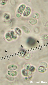 Clitocybe densifolia