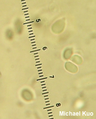 Clitocybe eccentrica