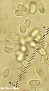 Clitocybe nuda
