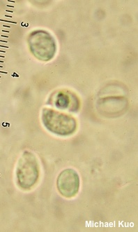 Clitocybe odora