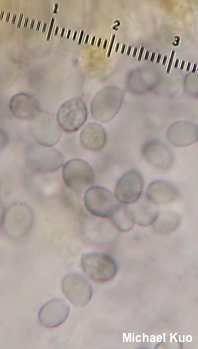 Clitocybula lacerata