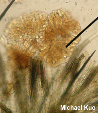 Gelatinopsis geoglossi