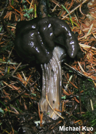 Helvella vespertina