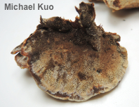Inonotus radiatus