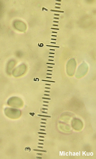 Leucocybe candicans
