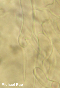 Leucocybe candicans