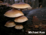 Mycena galericulata