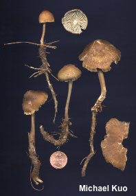 Mycena galericulata