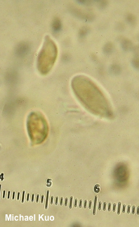 Phaeolus schweinitzii