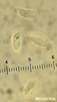 Polyporus varius
