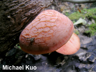 Rhodotus palmatus