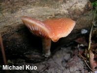 Rhodotus palmatus