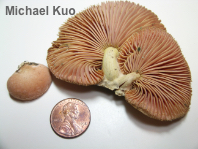 Rhodotus palmatus