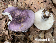 Russula sericeonitens