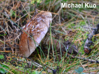 Suillus bresadolae