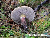 Suillus bresadolae