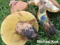 Suillus caerulescens