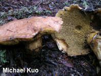 Suillus caerulescens