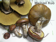 Suillus luteus