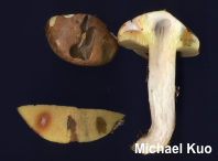 Suillus luteus