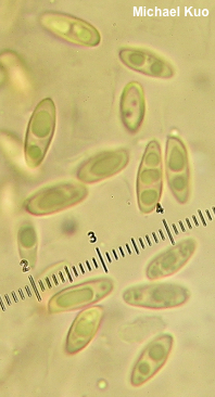 Suillus subalutaceus