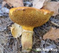 Suillus tridentinus