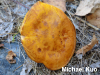 Suillus tridentinus