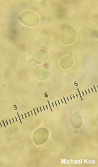 Tricholoma magnivelare