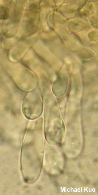 Tricholomopsis decora