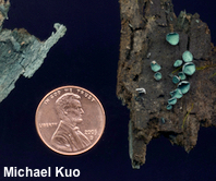 Chlorociboria aeruginascens