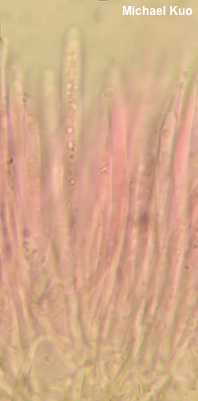 Chlorociboria aeruginascens
