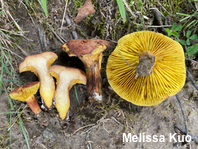 Phylloporus rhodoxanthus