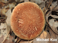 Phylloporus rhodoxanthus