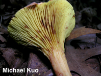 Phylloporus rhodoxanthus