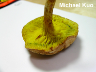 Phylloporus rhodoxanthus