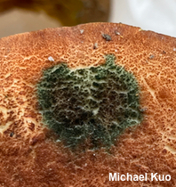 Phylloporus rhodoxanthus