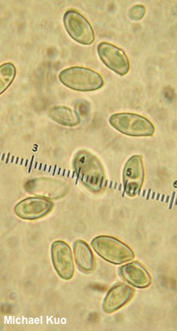 Phylloporus rhodoxanthus