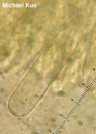 Phylloporus rhodoxanthus