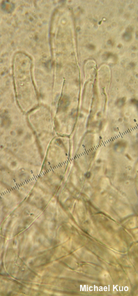 Phylloporus rhodoxanthus