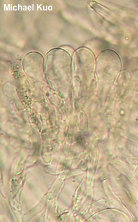 Phylloporus rhodoxanthus