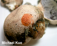 Scleroderma areolatum