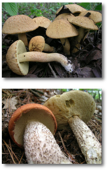 Studies in Leccinoid Fungi