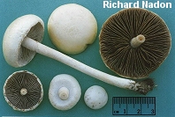 Agrocybe molesta